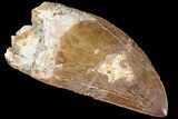 Serrated, Carcharodontosaurus Tooth #85813-2